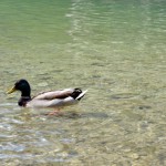 Bohinjsko jezero